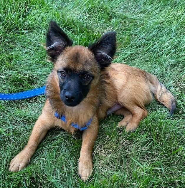 Chewy, Adoptable, Young Male Chihuahua & Yorkshire Terrier.