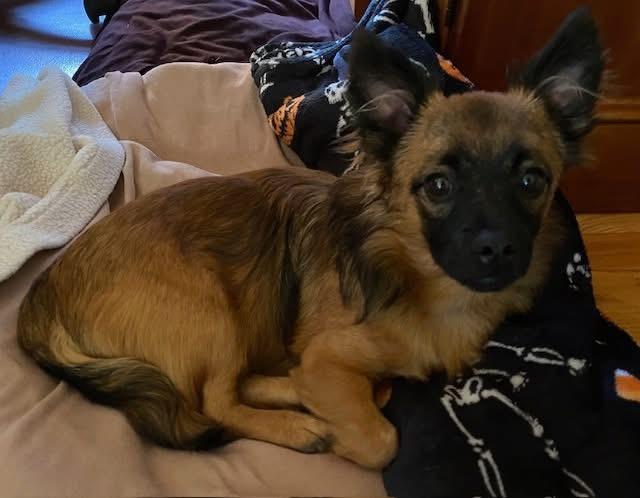 Enlarge Chewy, a Adoptable mixed breed in McHenry, IL image 3/4