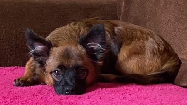 Enlarge Chewy, a Adoptable mixed breed in McHenry, IL image 2/4