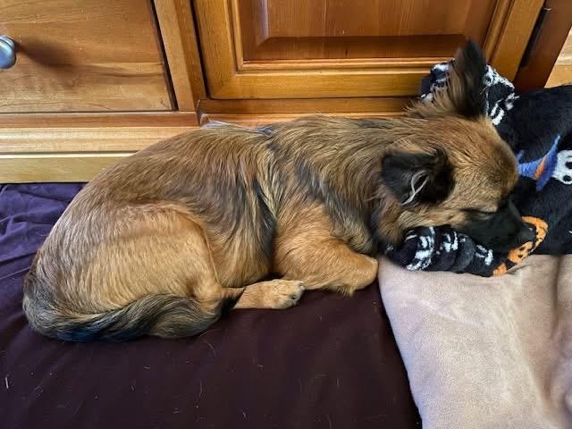 Enlarge Chewy, a Adoptable mixed breed in McHenry, IL image 4/4