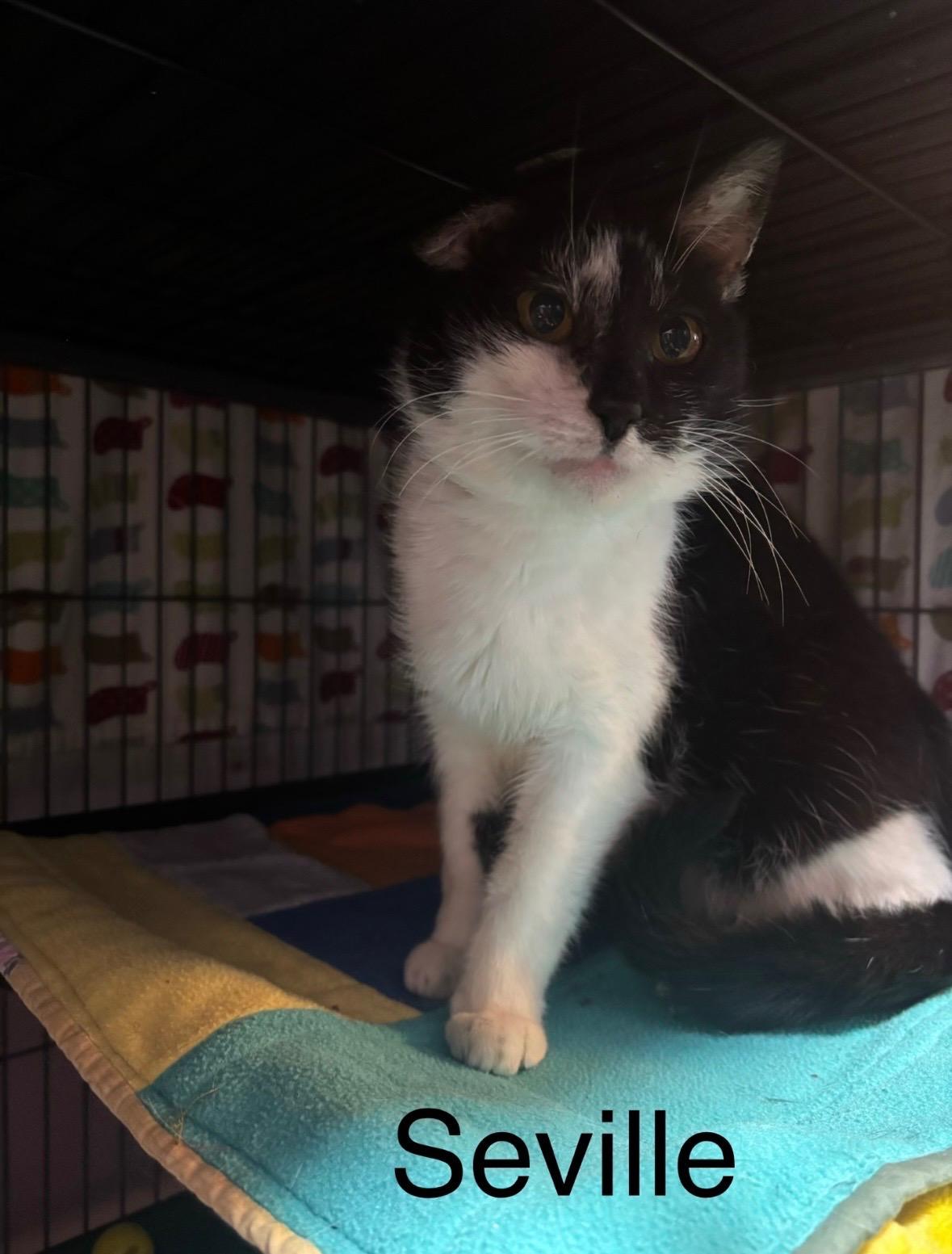 Seville, a Adoptable Domestic Short Hair in Cortland, NY image 4/4