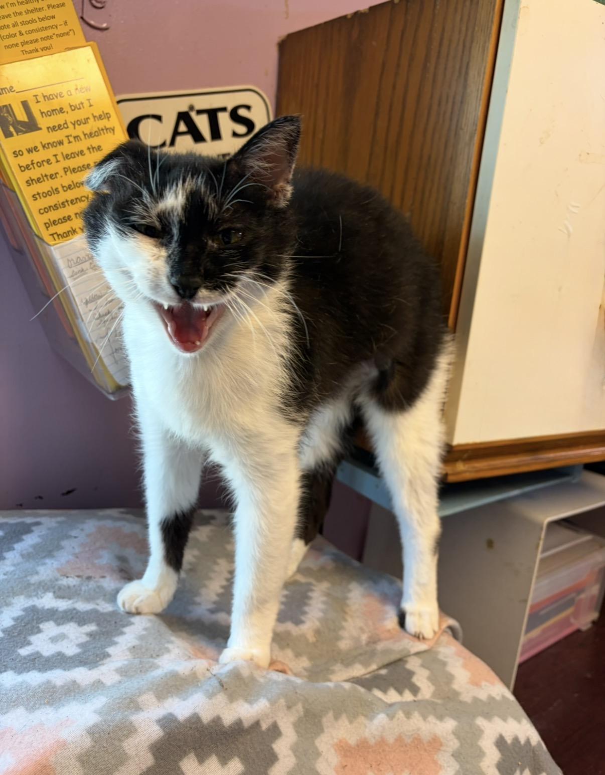 Seville, Adoptable, Adult Male Domestic Short Hair.