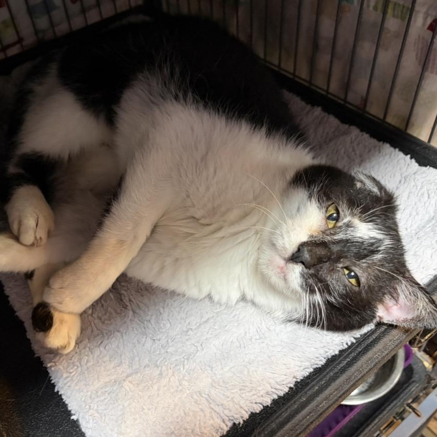 Seville, a Adoptable Domestic Short Hair in Cortland, NY image 2/4