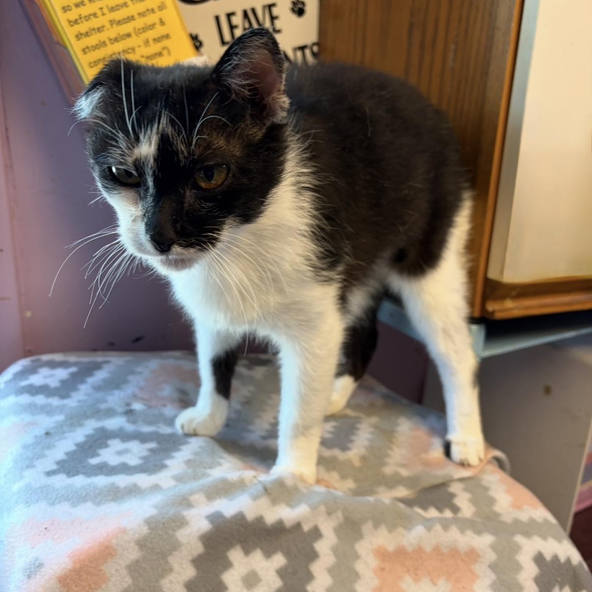 Seville, a Adoptable Domestic Short Hair in Cortland, NY image 3/4