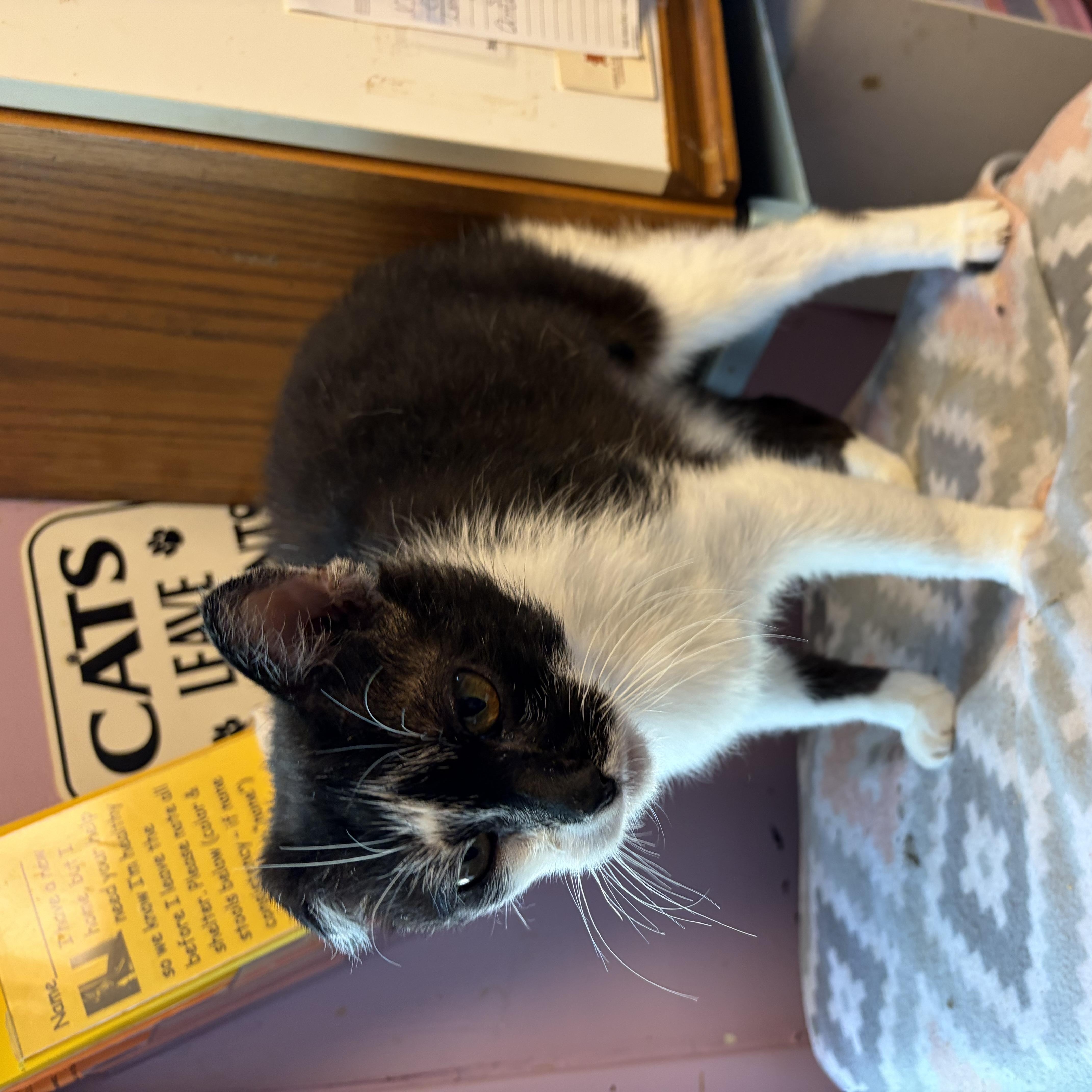 Seville, Adoptable, Adult Male Domestic Short Hair.