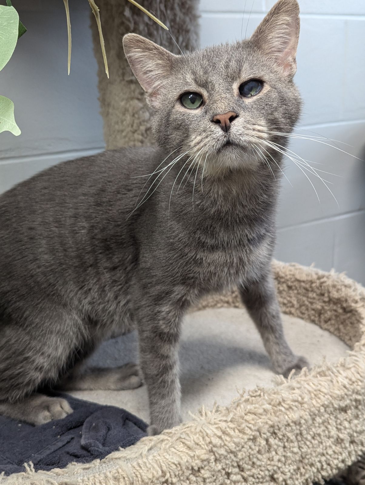 Cat for adoption Ohio, a Domestic Short Hair Mix in Yorkville, IL