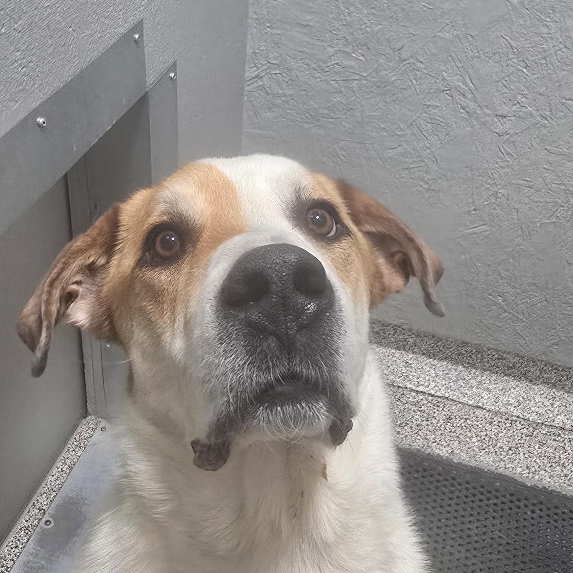 Mako, ADOPTABLE, Adult Male Great Pyrenees.