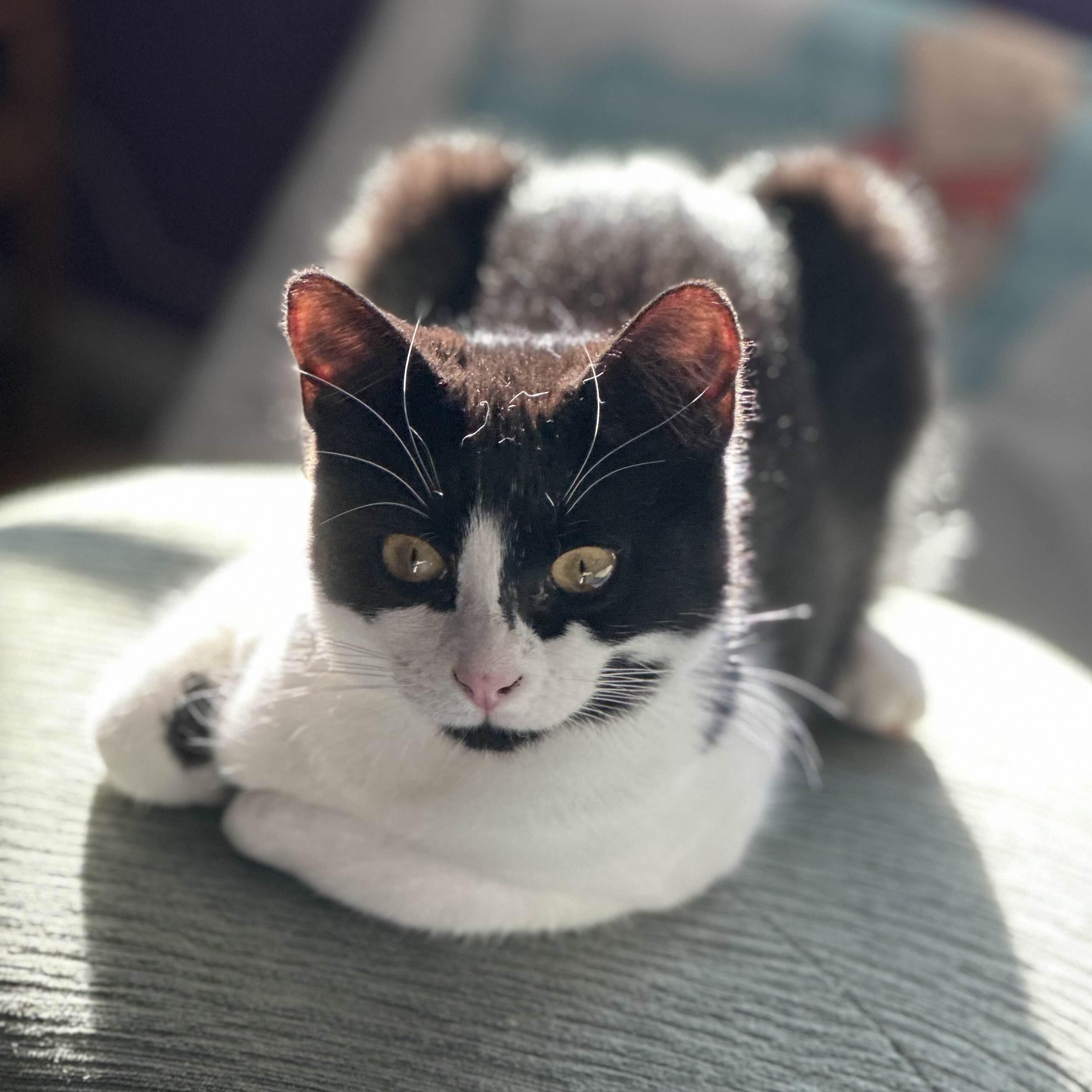 PrimRose, Adoptable, Kitten Female Domestic Short Hair.