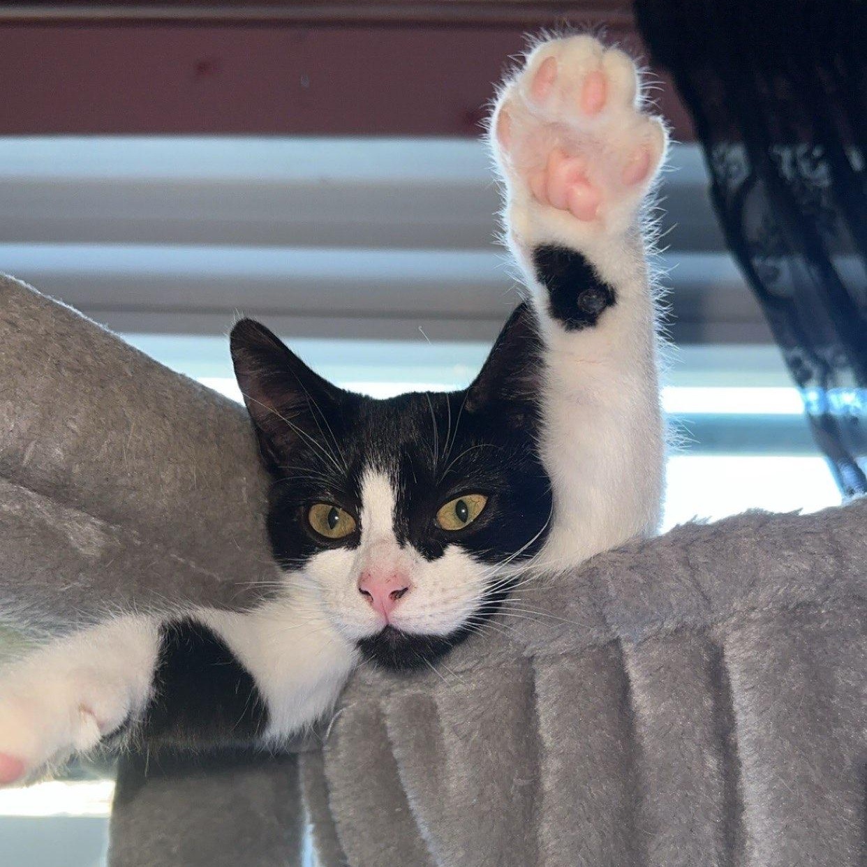 Enlarge PrimRose, a Adoptable Domestic Short Hair in Weehawken, NJ image 2/6