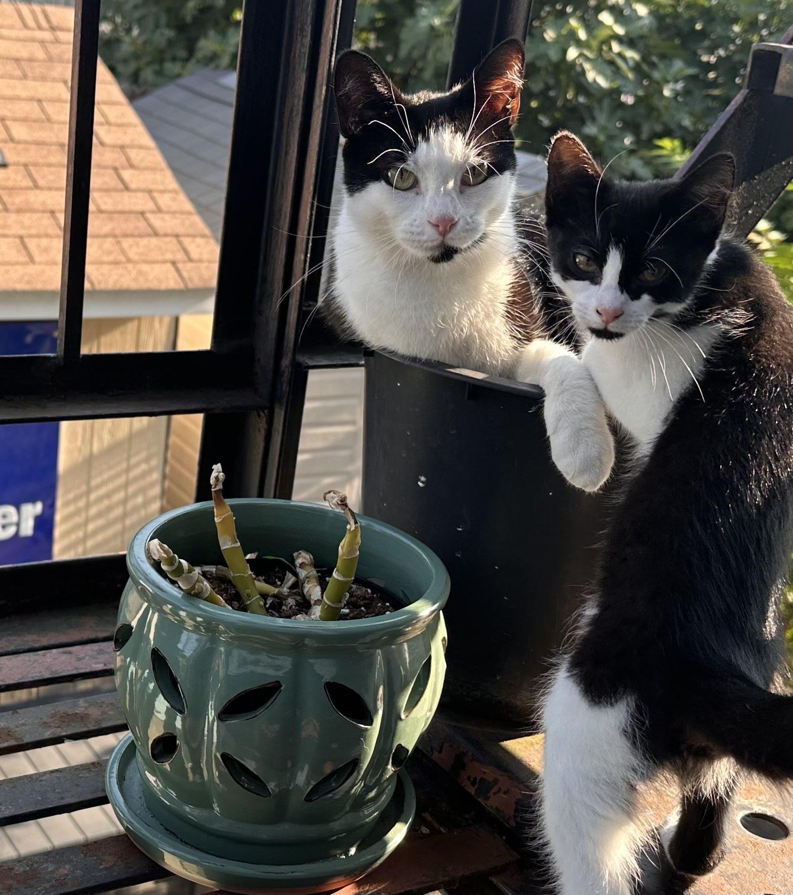 Enlarge PrimRose, a Adoptable Domestic Short Hair in Weehawken, NJ image 3/6