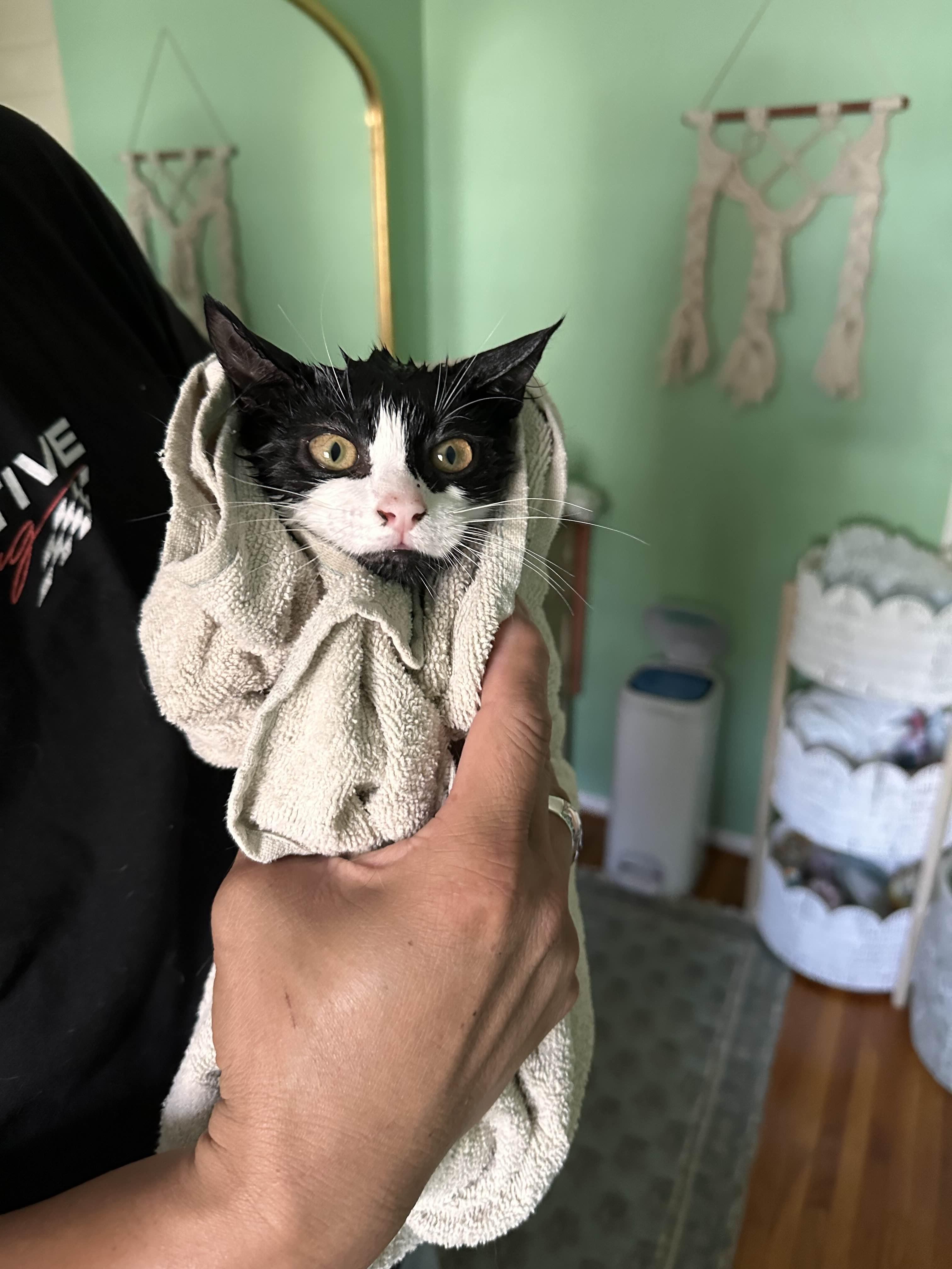 Enlarge PrimRose, a Adoptable Domestic Short Hair in Weehawken, NJ image 4/6