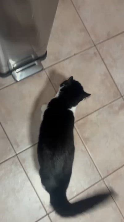 Enlarge Primrose, a Adoptable Domestic Short Hair in Weehawken, NJ video 6/6