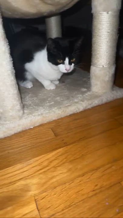 Enlarge PrimRose, a Adoptable Domestic Short Hair in Weehawken, NJ video 5/6