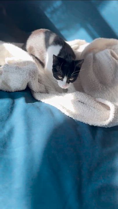 Enlarge PrimRose, a Adoptable Domestic Short Hair in Weehawken, NJ video 6/6