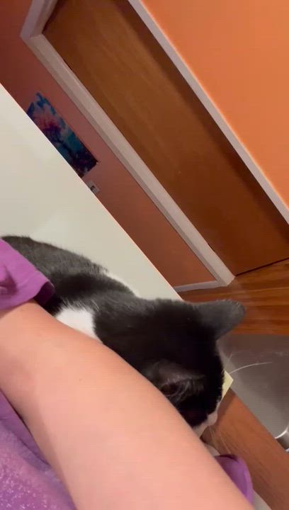 Enlarge Primrose, a Adoptable Domestic Short Hair in Weehawken, NJ video 5/6