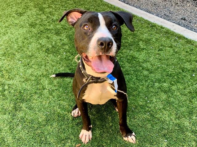 Enlarge HASH BROWN, a Adoptable mixed breed in Moreno Valley, CA image 1/1
