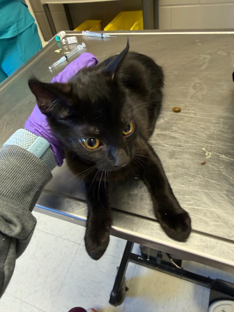 Skittles, Adoptable, Kitten Female Domestic Short Hair.
