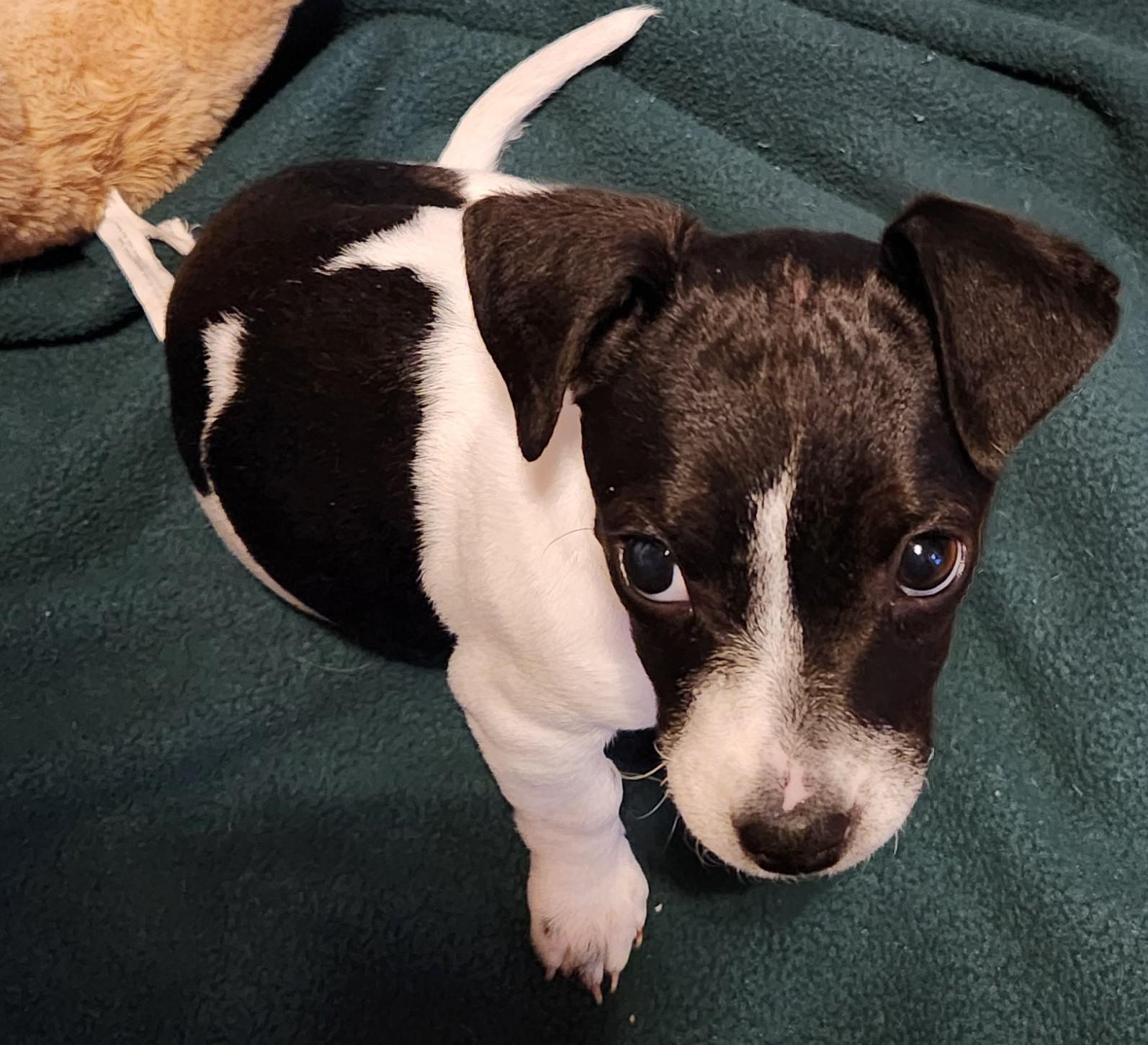 Enlarge Cocoa, a Adopted Jack Russell Terrier in Durham, NC image 1/6