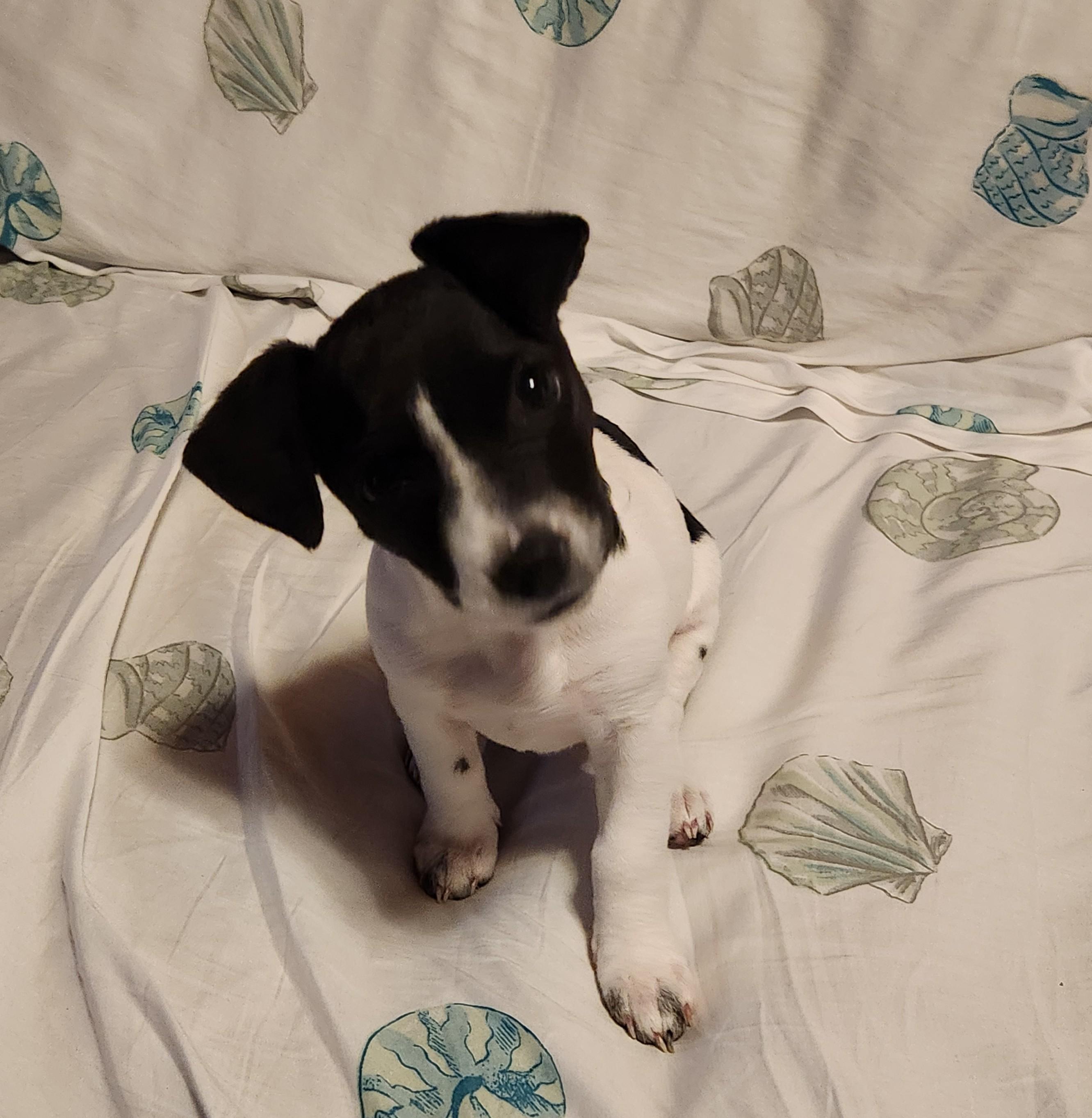 Enlarge Cocoa, a Adopted Jack Russell Terrier in Durham, NC image 3/6