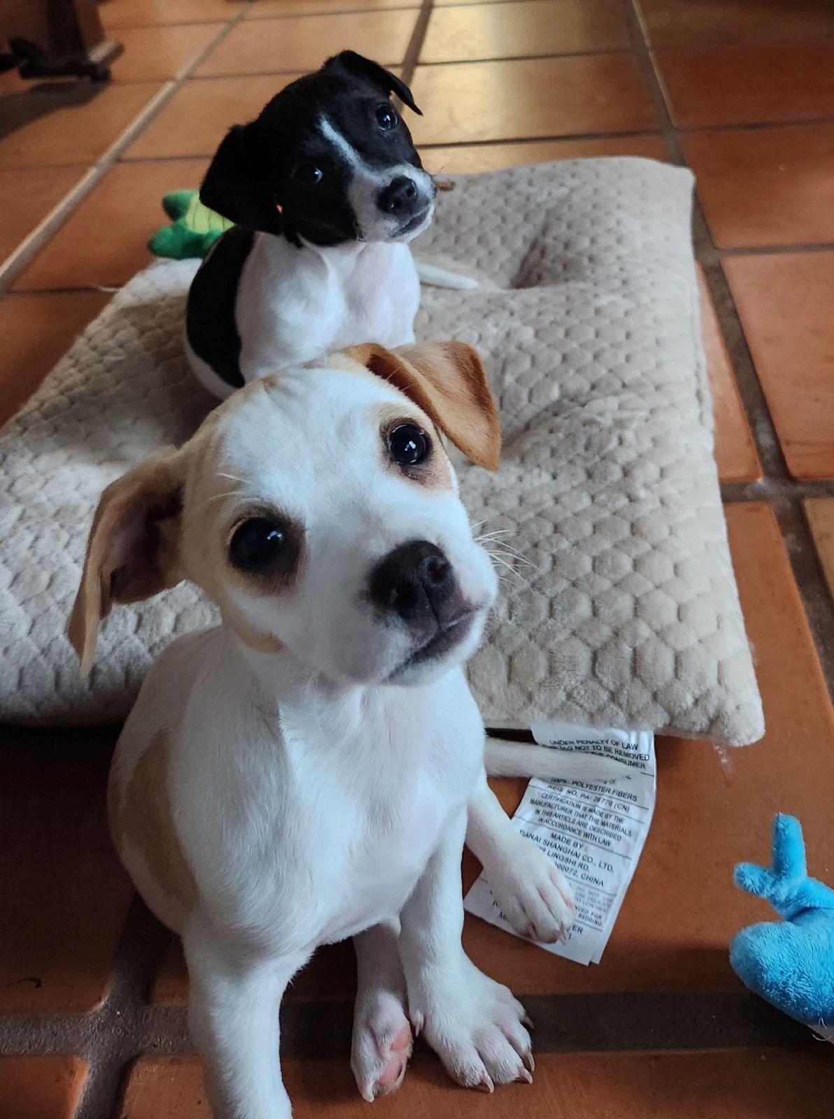 Enlarge Cocoa, a Adopted Jack Russell Terrier in Durham, NC image 4/6