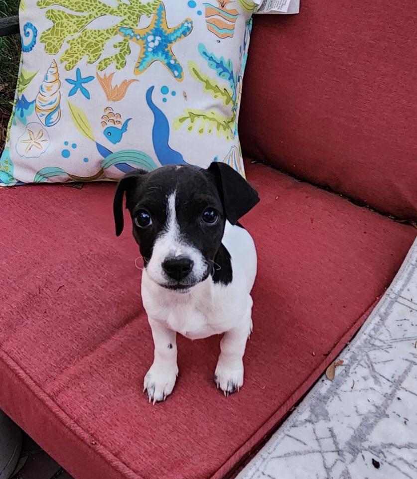Enlarge Cocoa, a Adopted Jack Russell Terrier in Durham, NC image 6/6