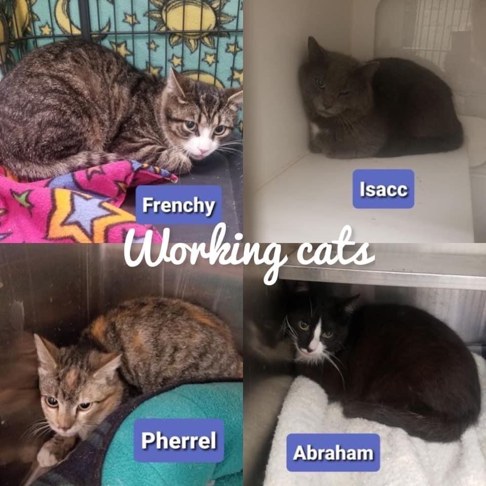 Barn Cat - Working Cat M/F, Adoptable, Adult Male Domestic Short Hair.