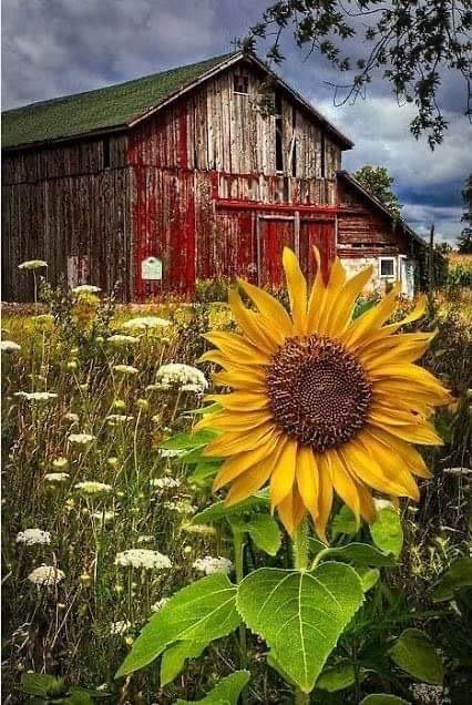 Enlarge Barn Cat - Working Cat M/F, a Adoptable mixed breed in Richmond, IN image 2/2