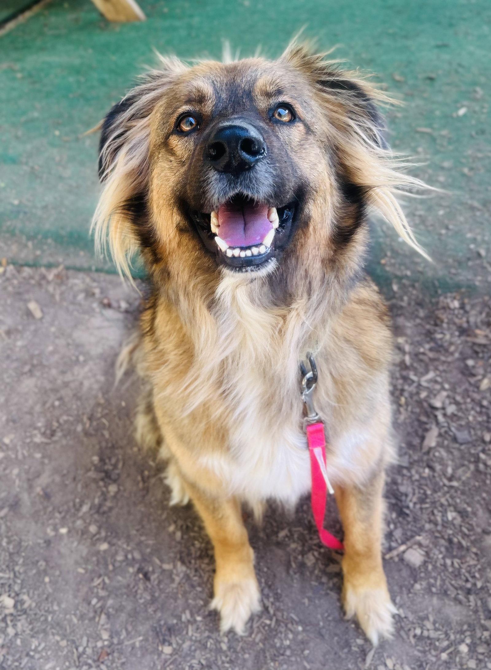Enlarge Percy, a Adopted Shepherd in Clarkesville, GA image 1/3