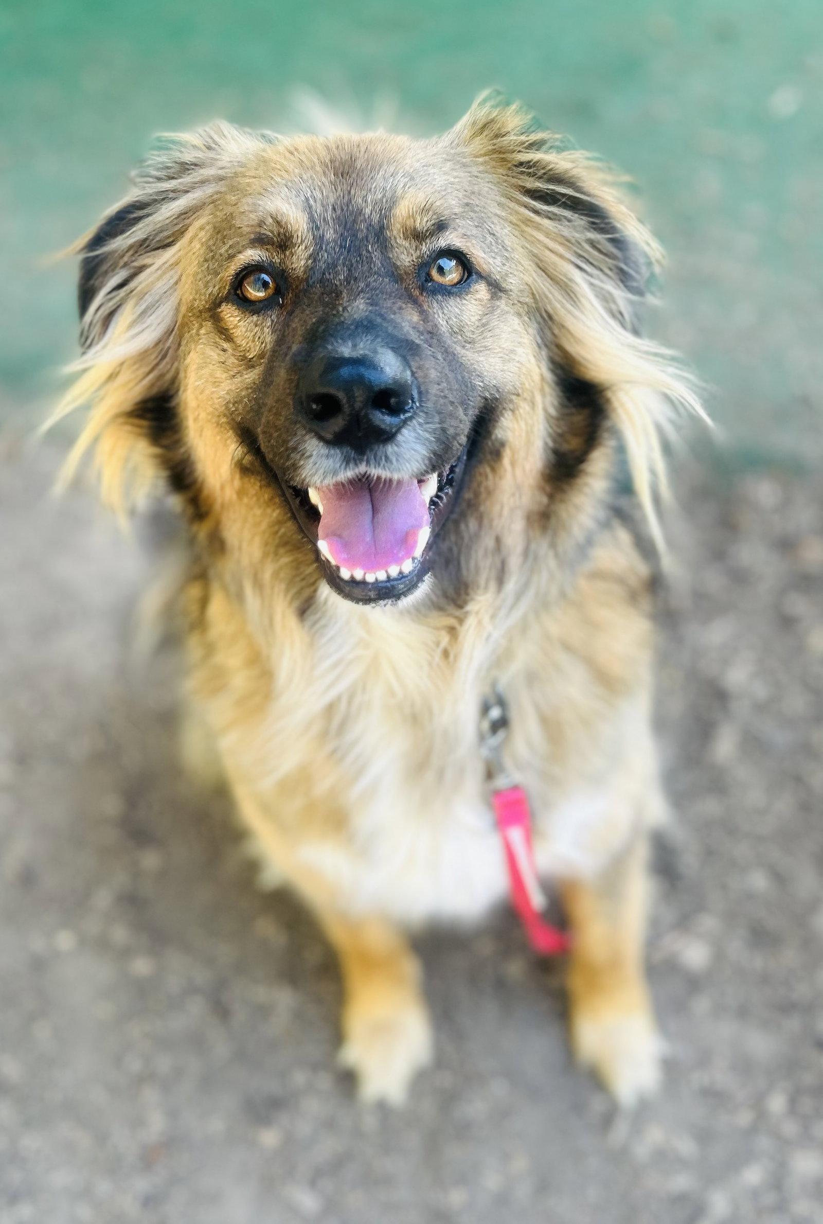 Enlarge Percy, a Adopted Shepherd in Clarkesville, GA image 2/3