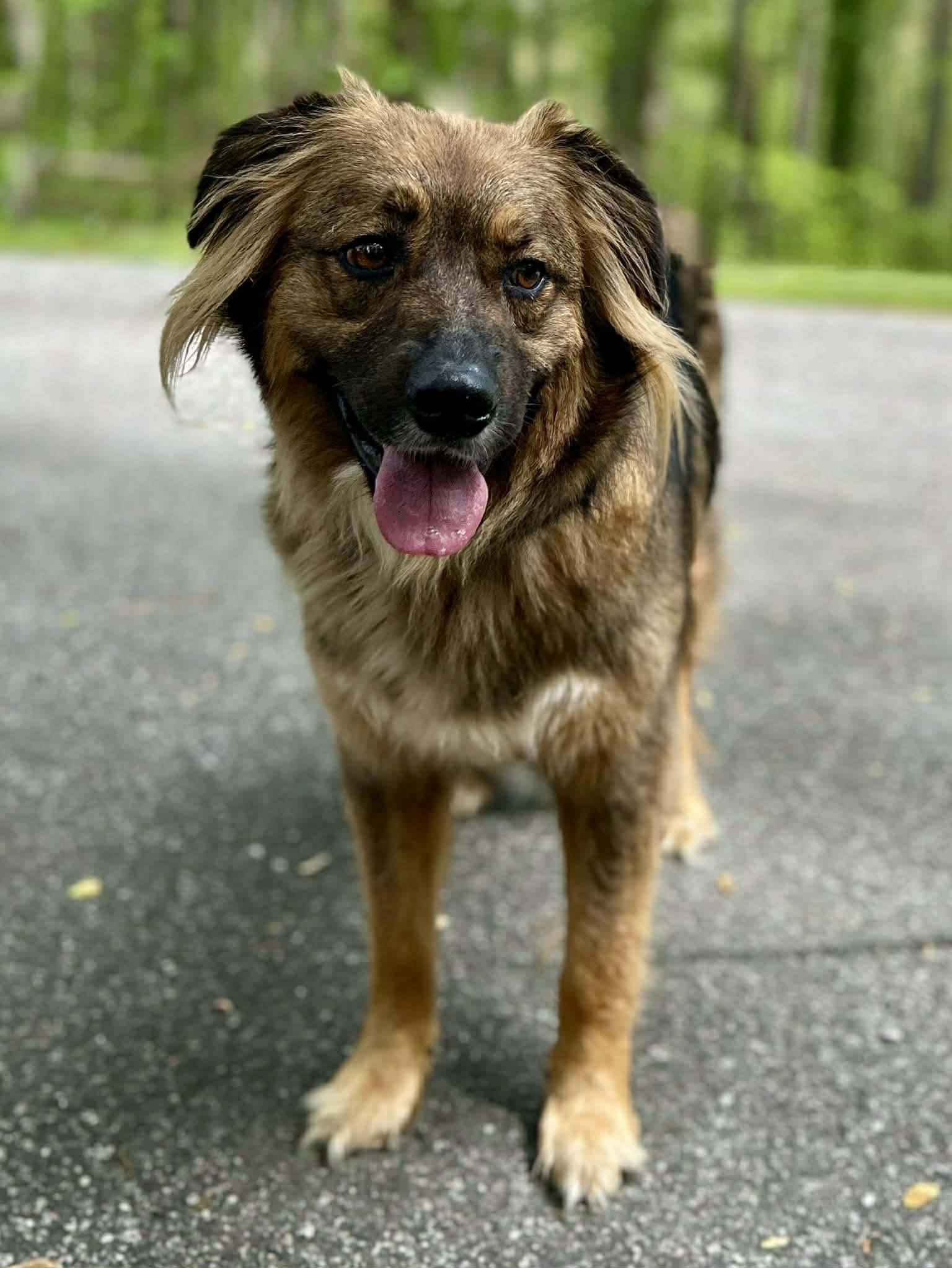 Enlarge Percy, a Adopted Shepherd in Clarkesville, GA image 3/3