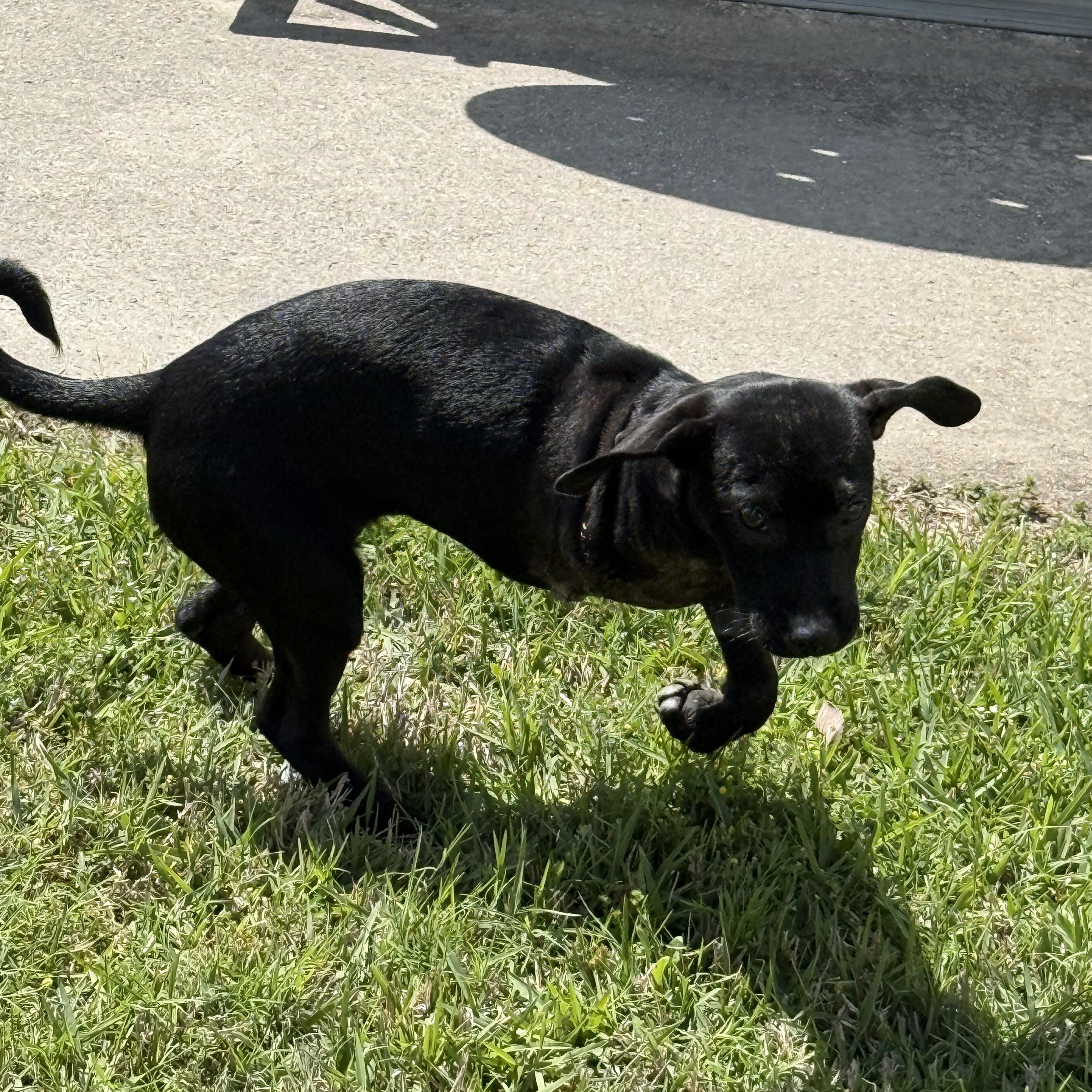Enlarge Opal, a ADOPTABLE mixed breed in Barkhamsted, CT image 5/6