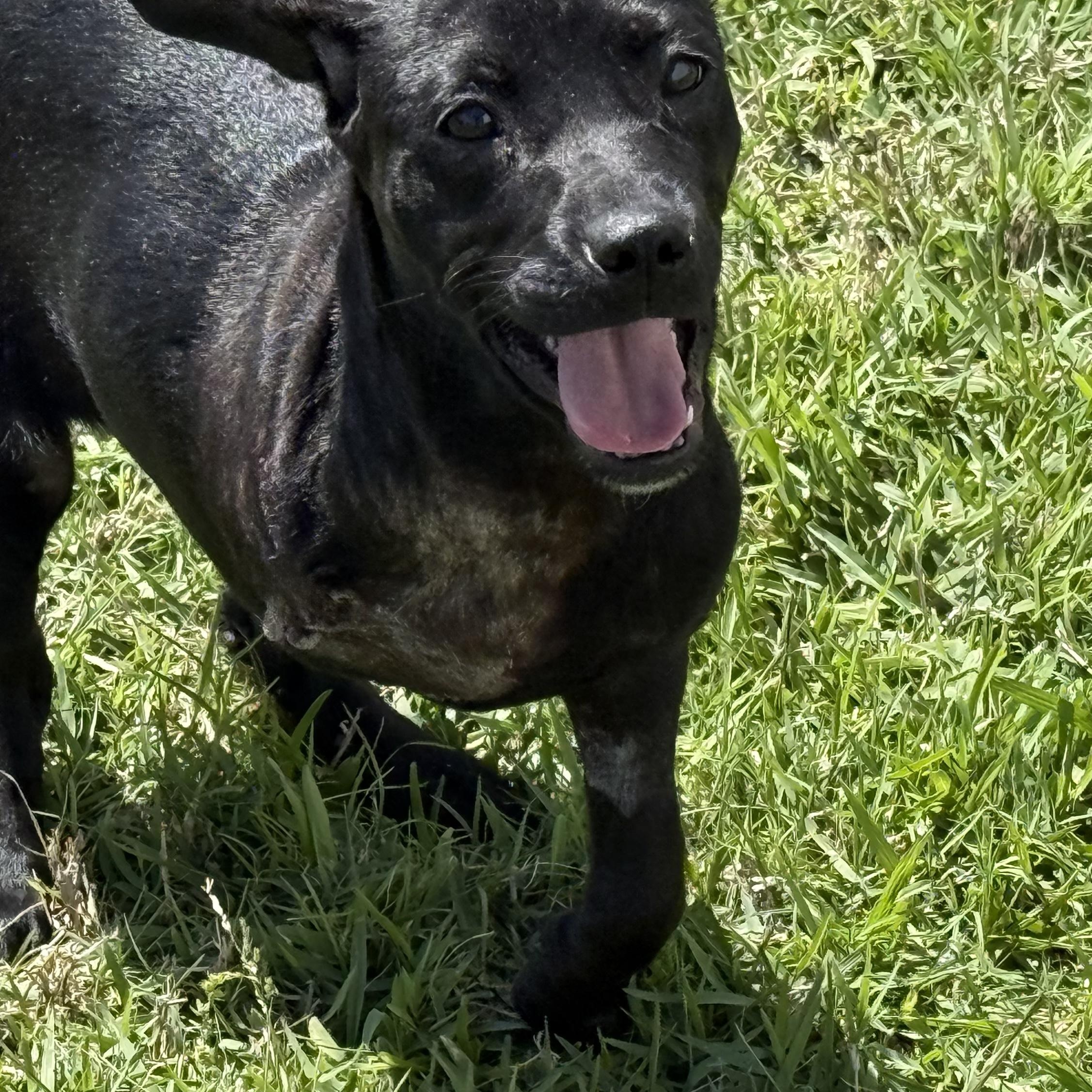 Enlarge Opal, a ADOPTABLE mixed breed in Barkhamsted, CT image 3/6