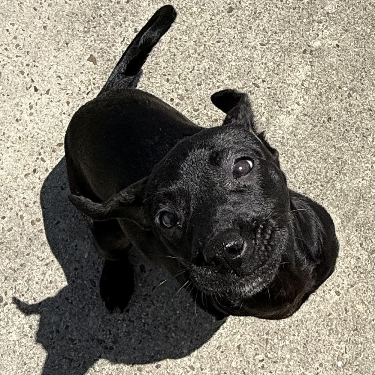 Enlarge Opal, a ADOPTABLE mixed breed in Barkhamsted, CT image 2/6