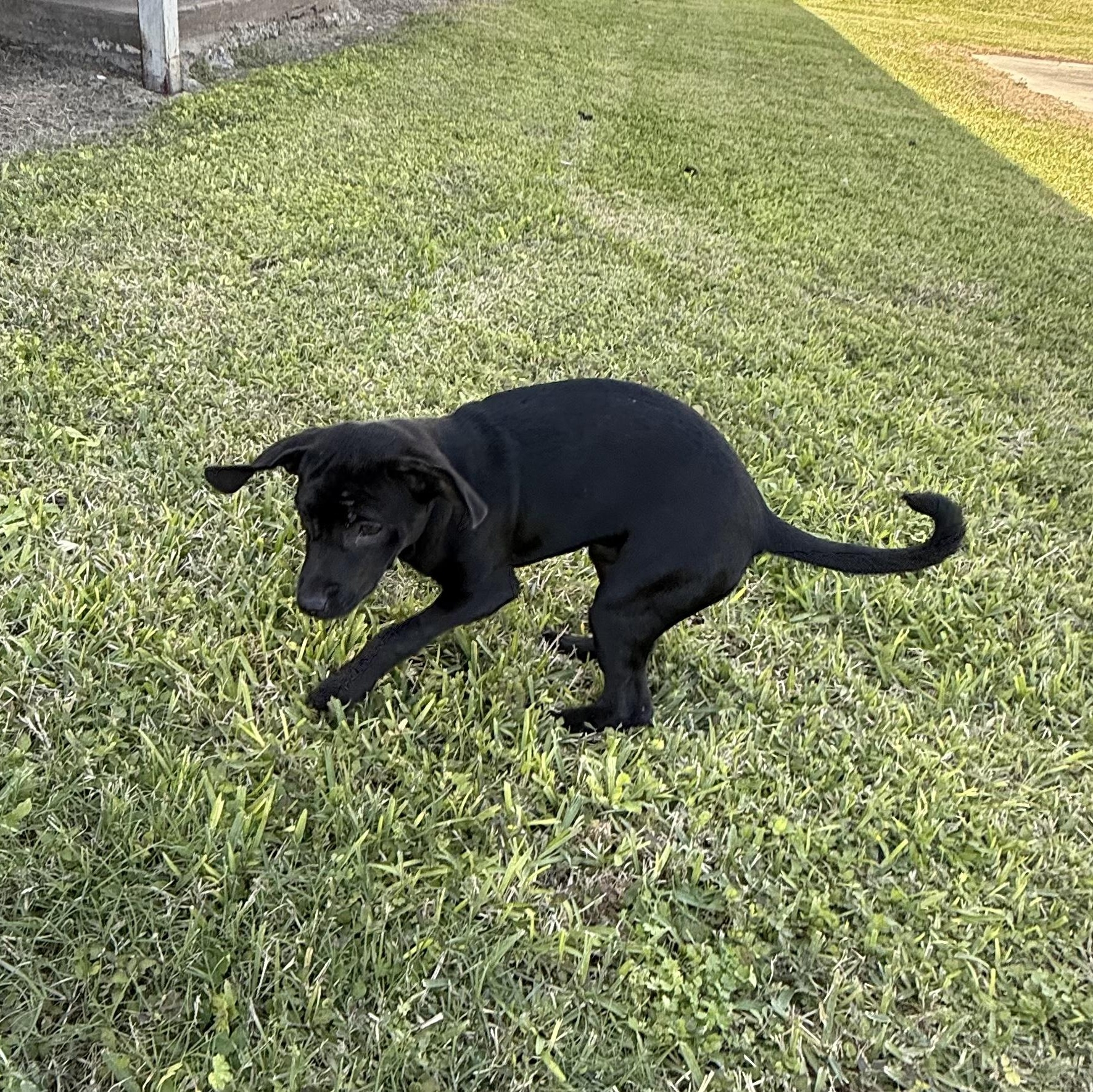 Enlarge Opal, a ADOPTABLE mixed breed in Barkhamsted, CT image 6/6