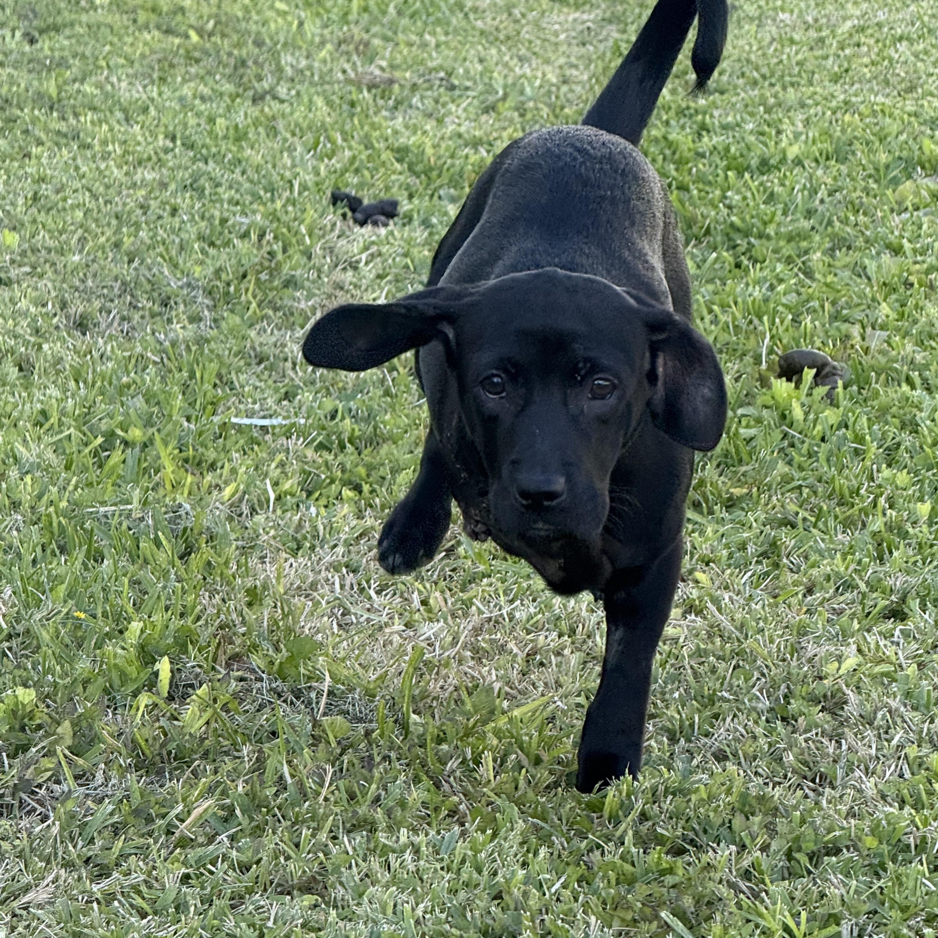 Enlarge Opal, a ADOPTABLE mixed breed in Barkhamsted, CT image 1/6