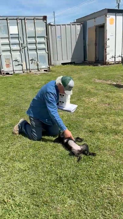 Enlarge Opal, a ADOPTABLE mixed breed in Barkhamsted, CT video 4/6