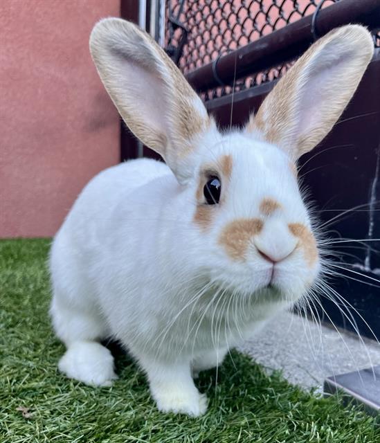 TEDDY, Adoptable, Young Female Bunny Rabbit.