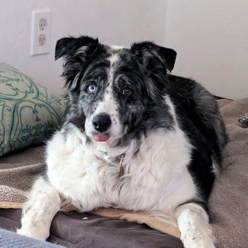Enlarge Windy, a Adoptable Australian Shepherd in Grand Junction, CO image 1/6