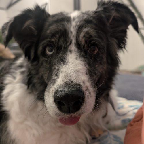 Enlarge Windy, a Adoptable Australian Shepherd in Grand Junction, CO image 2/6