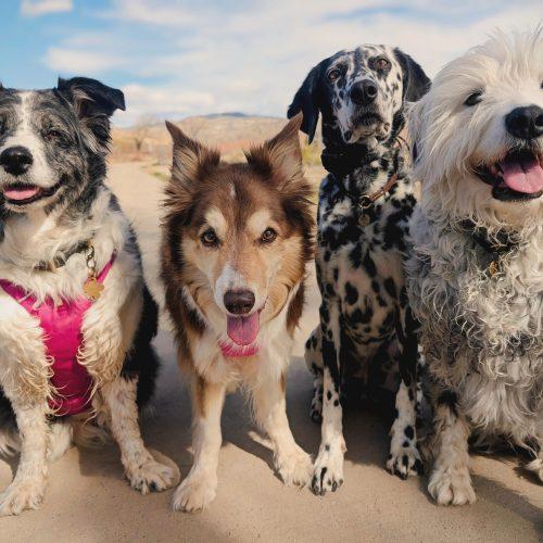 Enlarge Windy, a Adoptable Australian Shepherd in Grand Junction, CO image 3/6