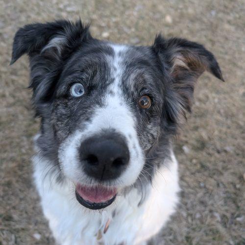 Enlarge Windy, a Adoptable Australian Shepherd in Grand Junction, CO image 4/6