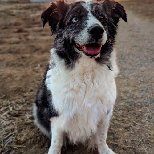 Enlarge Windy, a Adoptable Australian Shepherd in Grand Junction, CO image 5/6