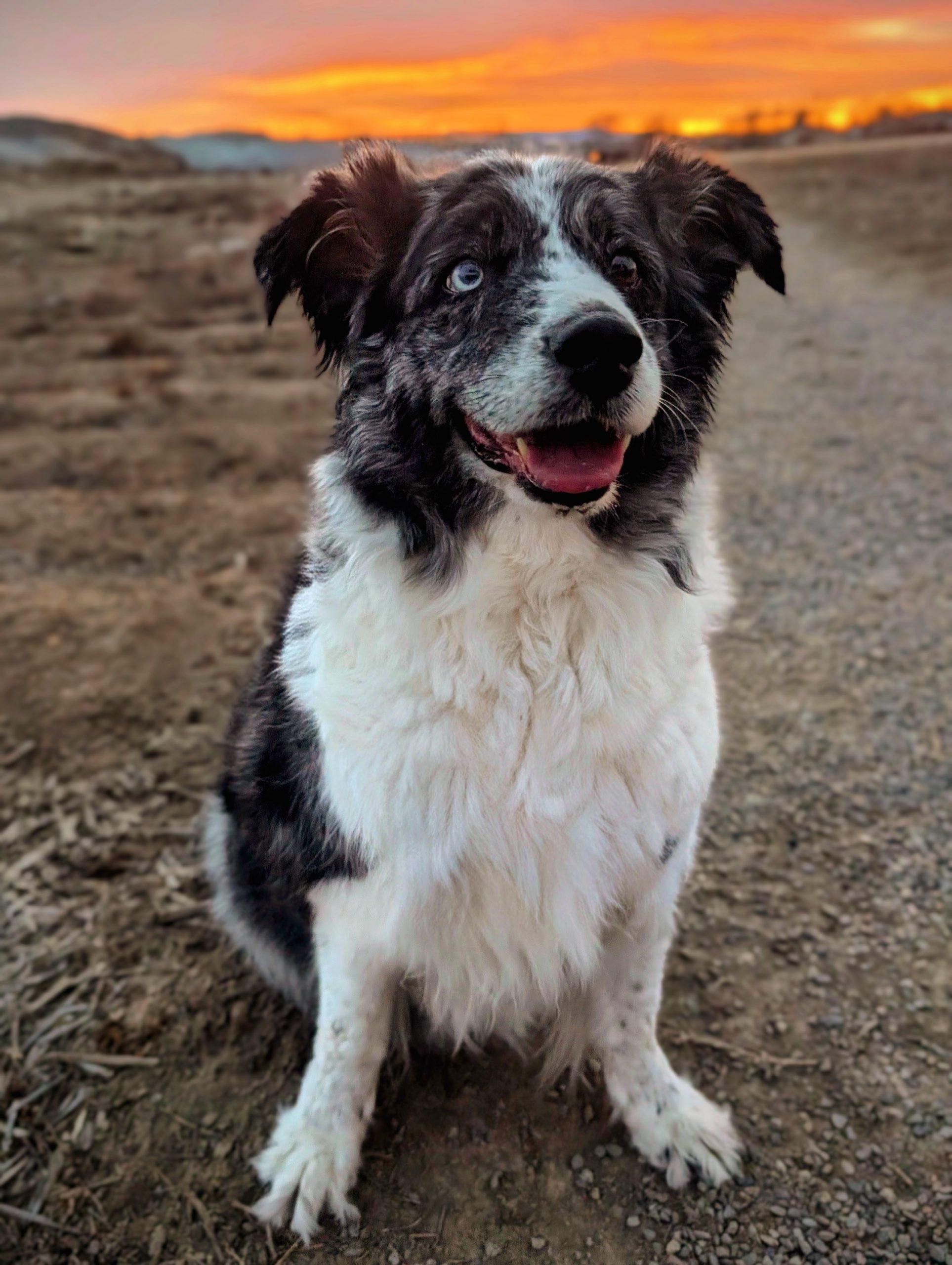Enlarge Windy, a Adoptable Australian Shepherd in Grand Junction, CO image 6/6
