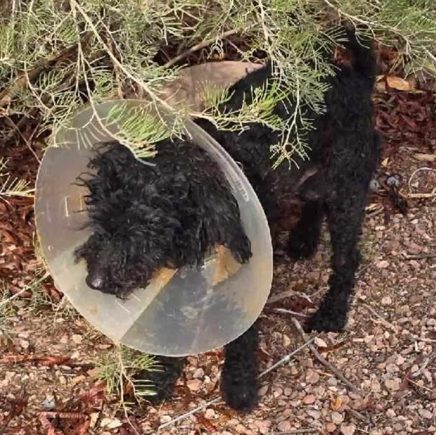 ROY, a ADOPTABLE Miniature Poodle in Marana, AZ image 4/4