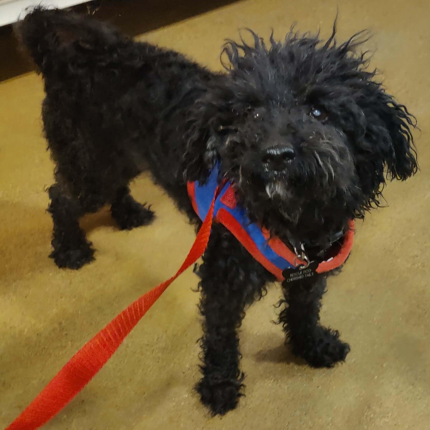 ROY, ADOPTABLE, Adult Male Miniature Poodle.