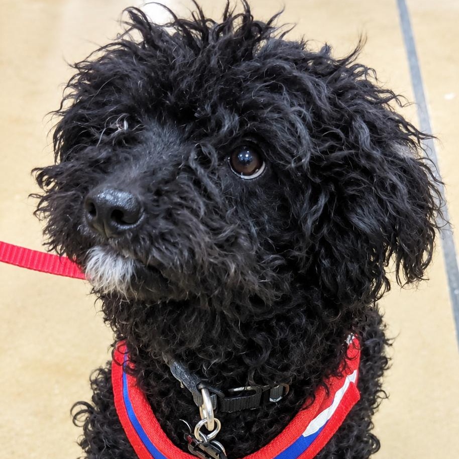 ROY, ADOPTABLE, Adult Male Miniature Poodle.
