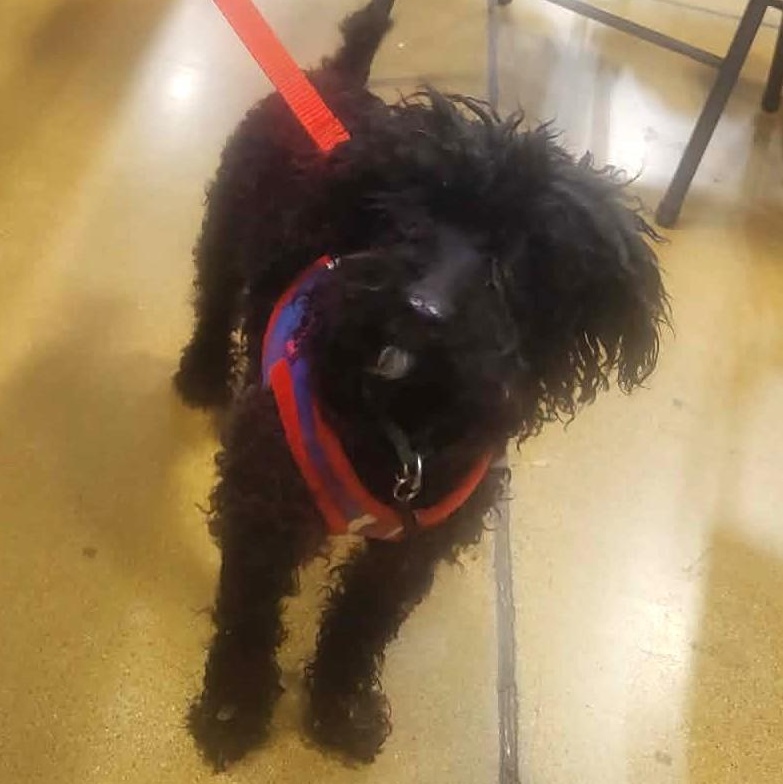 Enlarge ROY, a ADOPTABLE Miniature Poodle in Marana, AZ image 5/5