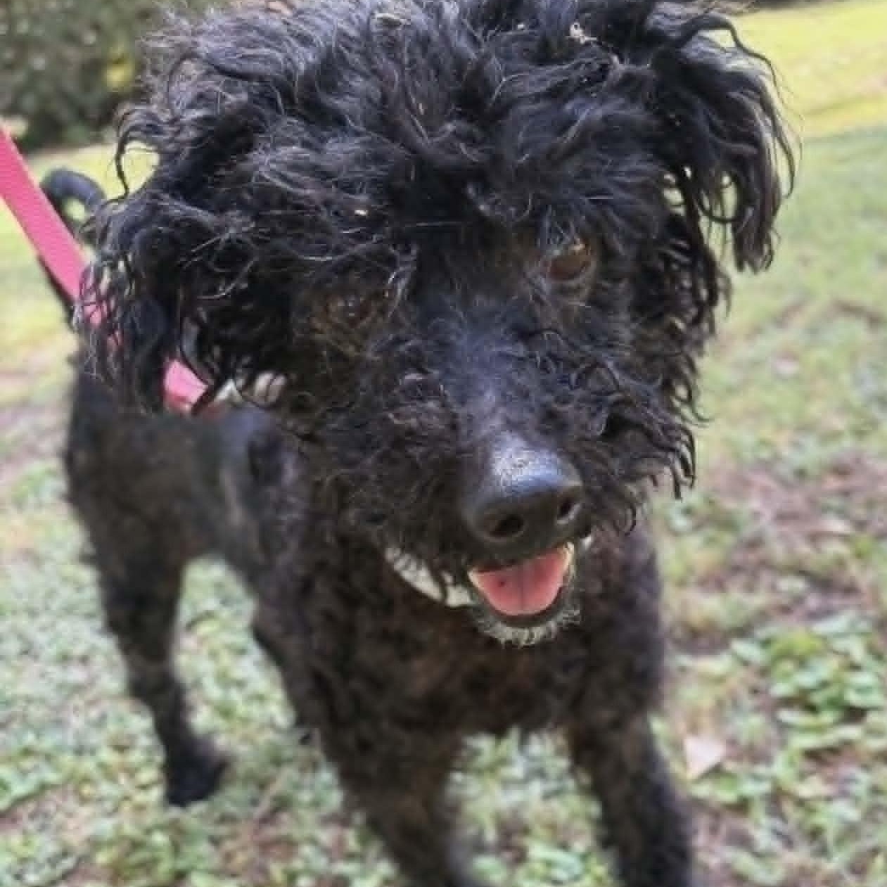ROY, a ADOPTABLE Miniature Poodle in Marana, AZ image 2/4
