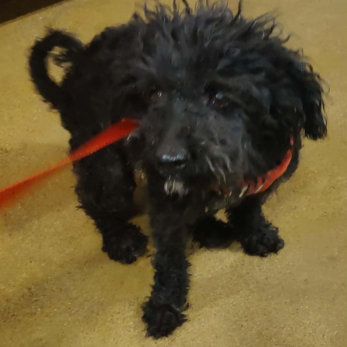 ROY, a ADOPTABLE Miniature Poodle in Marana, AZ image 3/4