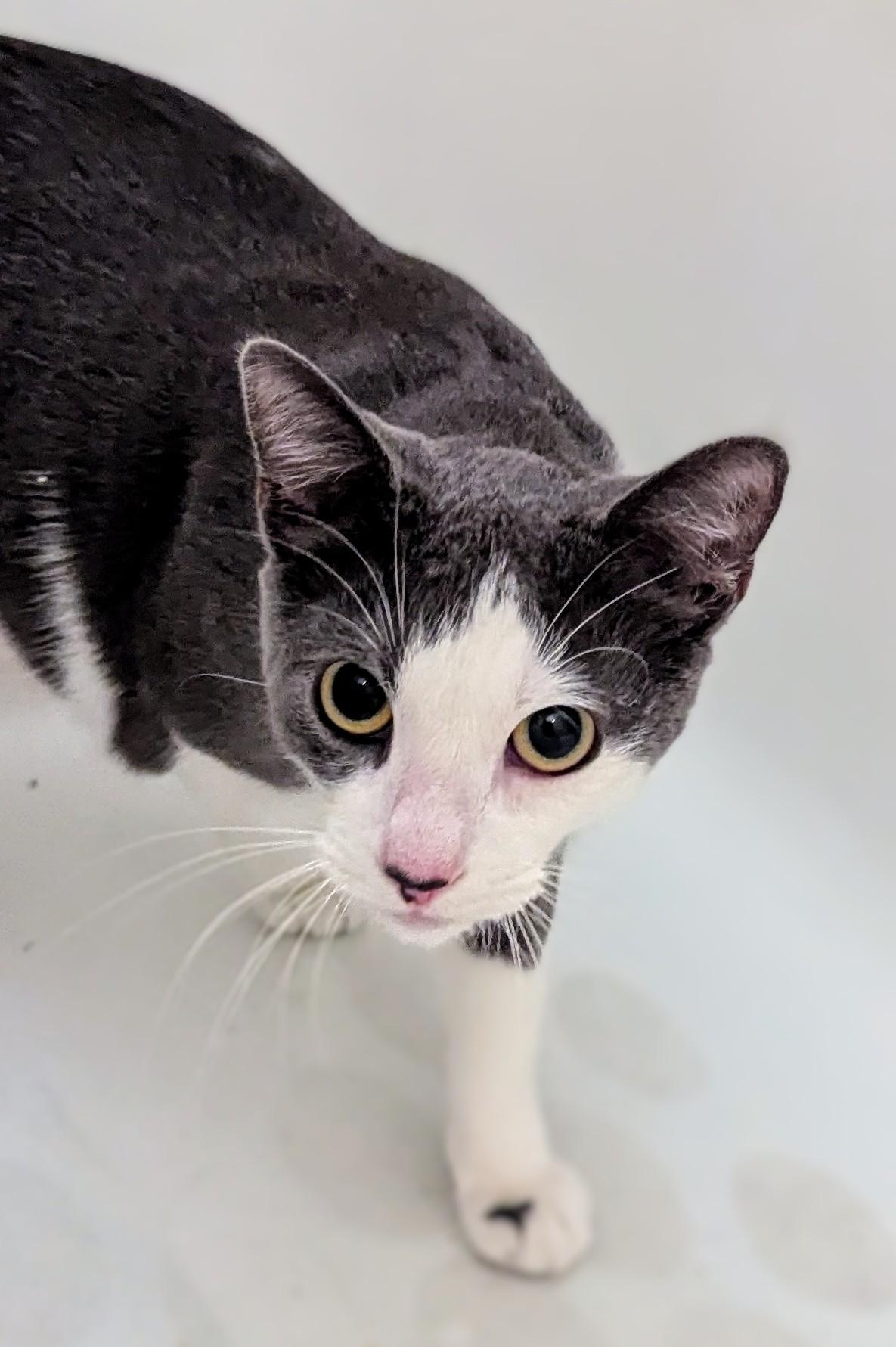 Enlarge Zuma, a Adopted Domestic Short Hair in Monterey, CA image 5/5